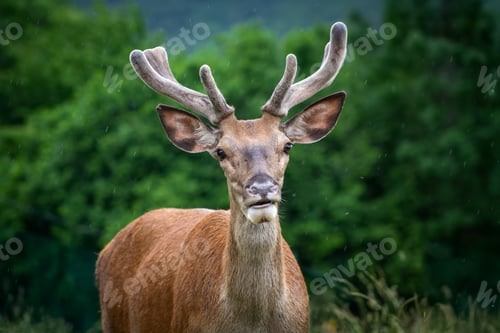 Preview: Red deer (scientifically Cervus elaphus), young male.