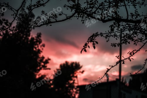 Preview: Row of trees against sunset sky