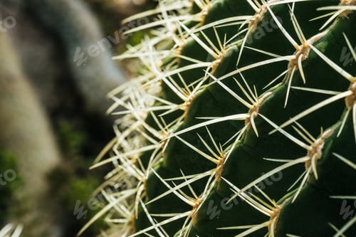 Preview: close up of natural green cactus with needles