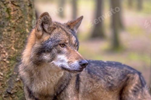 Preview: Wolf in a forest