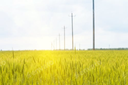 Preview: golden wheat field