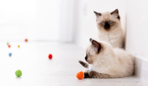 Preview: Kittens Ragdoll playing with toys