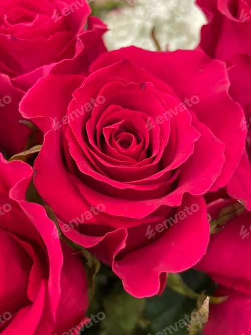 Preview: Red rose