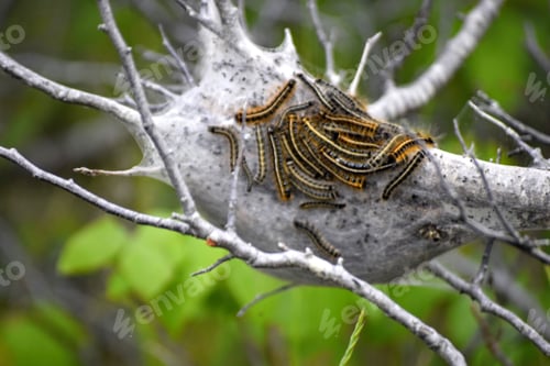 Preview: Caterpillar