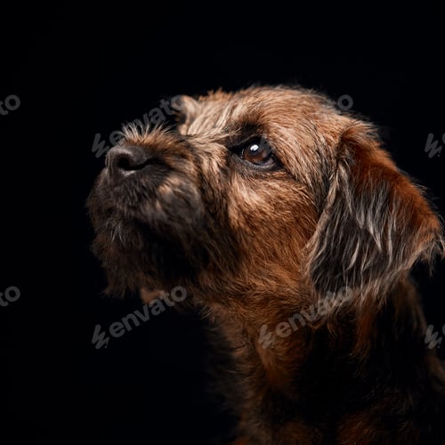 Preview: Close Up Studio Portrait Of Border Terrier Puppy Against Black Background