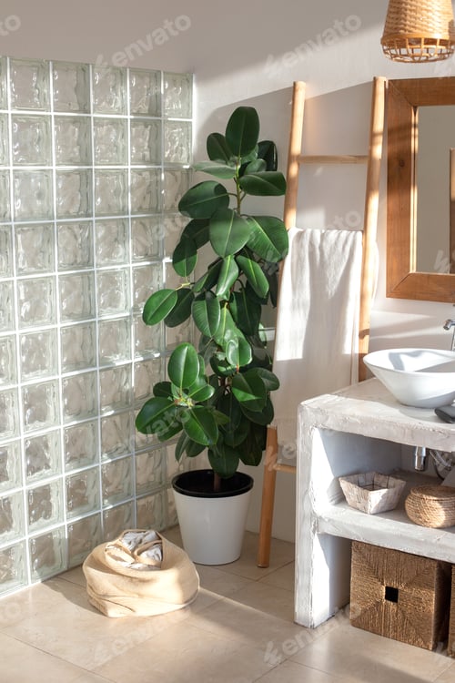 Preview: a large ficus plant in a stylish modern interior of a bright, sunny bathroom with