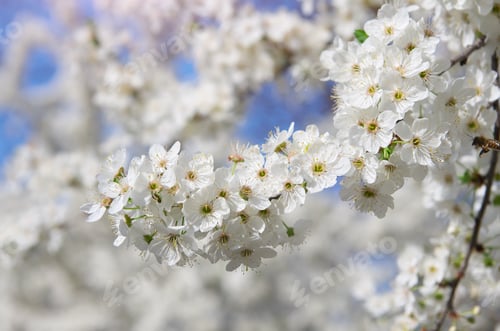 Preview: Spring flowers on tree.