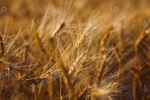 Preview: Amazing agriculture sunset landscape.Growth nature harvest. Wheat field natural product.
