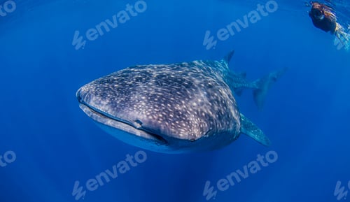 Preview: Whale sharks near Isla Mujeres, Mexico