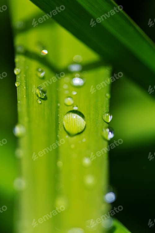 Preview: Dew drop