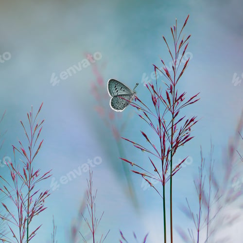 Preview: Butterfly Sitting on a Flower. Macro Photo Shoot