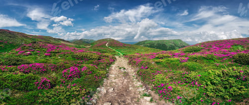 Preview: Magic pink rhododendron