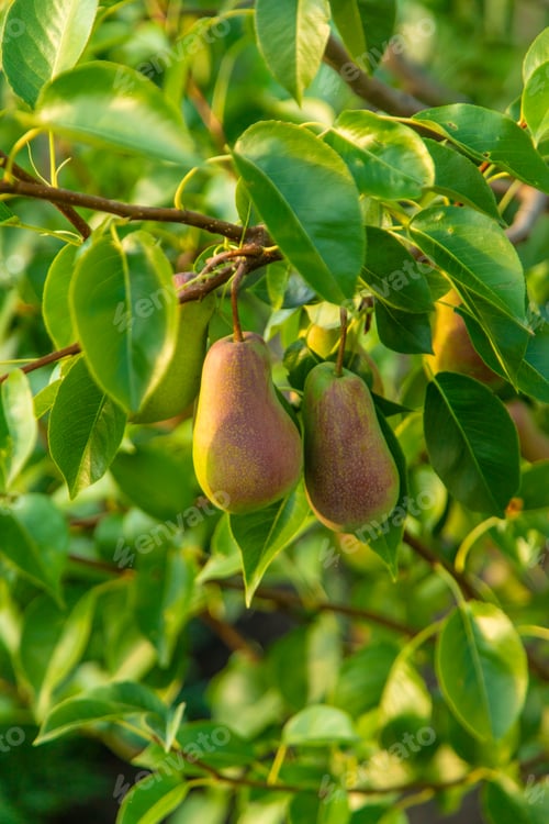Preview: Pears grow in the garden. Selective focus.