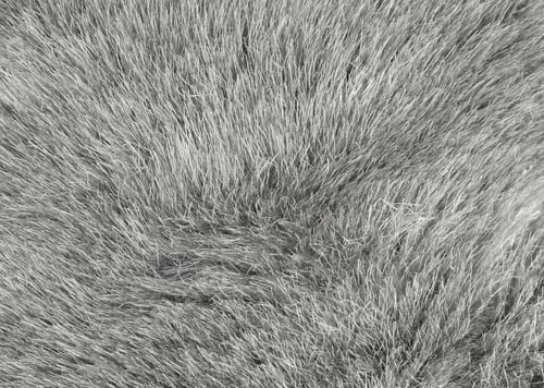 Preview: Grey fur background texture