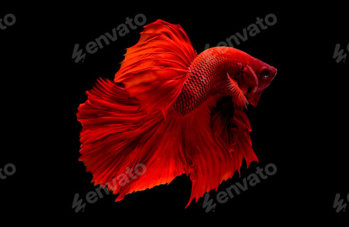 Preview: Red betta fish, Siamese fighting fish was isolated on black background