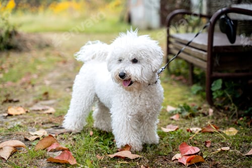 Preview: Bichon frise close up portrait. Autumn. Fall season. White curly puppy