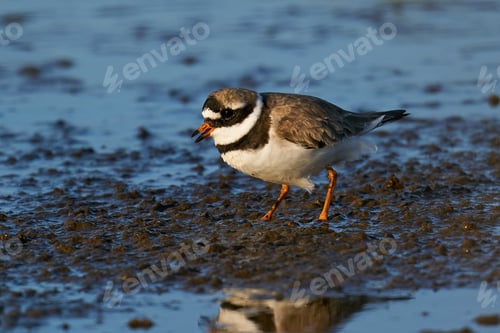 Preview: Common ringed plover (Charadrius hiaticula) in its natural enviroment