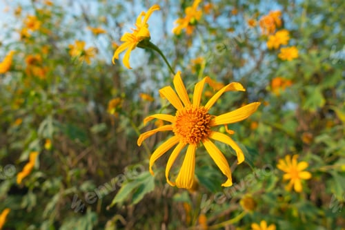 Preview: Colorful bloom flowers in national garden park, Thailand. Nature landscape background