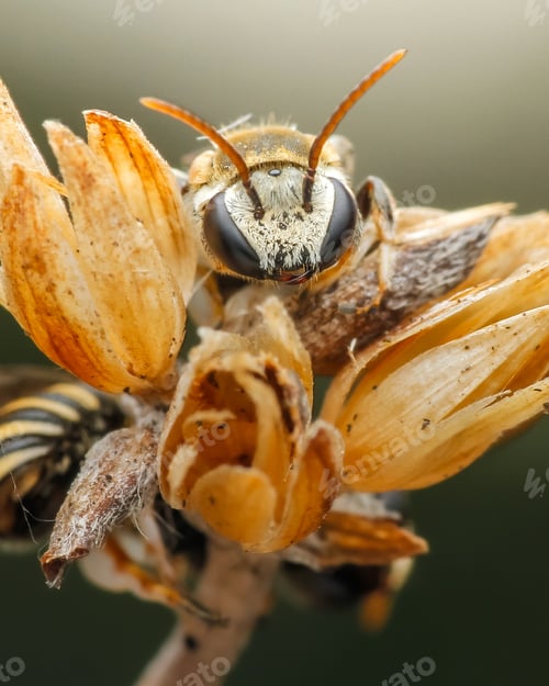 Preview: bee