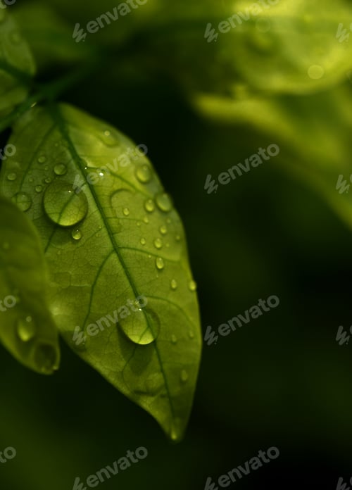 Preview: Close-up view of the wet leaf on a rainy day
