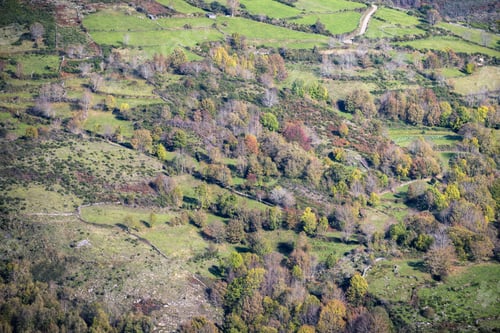 Preview: Native trees of various species repopulate abandoned pastures