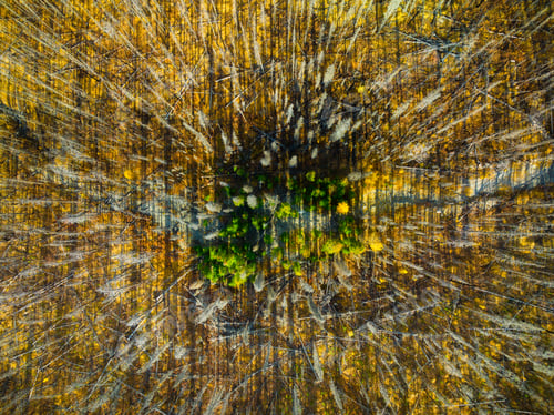 Preview: Drone view of a dead and dry forest. View from a drone. Landscape from the air on an autumn forest.
