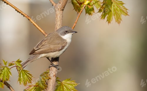 Preview: lesser whitethroat, sylvia curruca. A bird sits on a chestnut branch