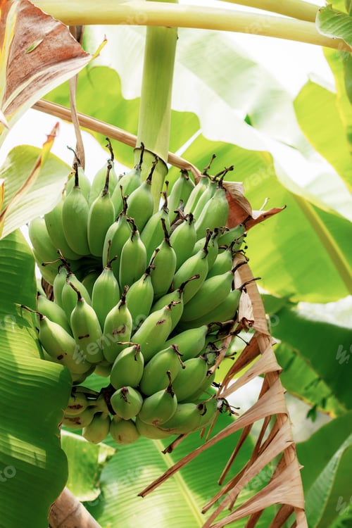 Preview: Banana of raw on tree