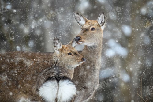 Preview: Two female deer in the winter forest. Animal in natural habitat
