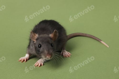 Preview: Cute rat on green background. Little pet