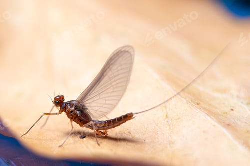 Preview: Mayfly adult over a leaf