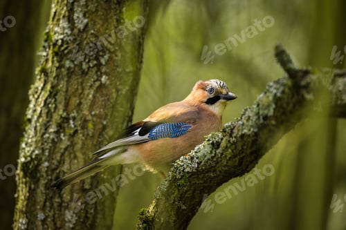 Preview: Colorful cute jay with clear feathers standing on a tree branch in blurred green forest background