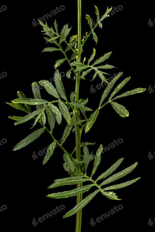 Preview: Sprig of marigold with green leafs (lat. Tagetes), isolated on black background
