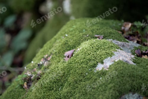 Preview: Moss on stones in the forest, close-up