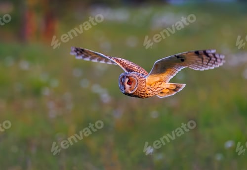 Preview: Long-eared owl - Asio otus dives in flight with stretched wing