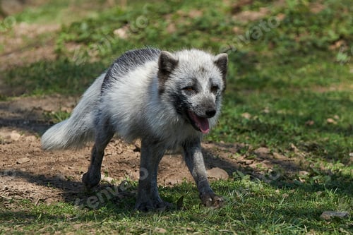 Preview: Arctic fox (Vulpes lagopus)
