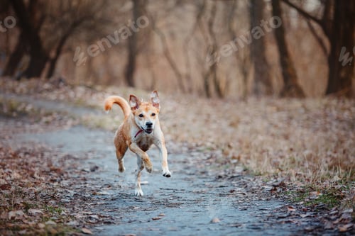 Preview: A mixed breed dog on a walk. Cute red dog. Rescue dog. Funny pet. Pet adoption.