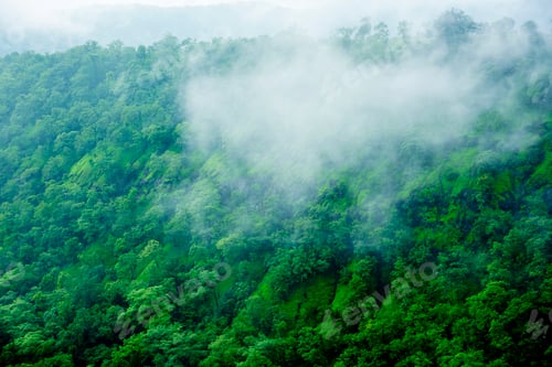Preview: Aerial top view of Fog covers forest, View from above