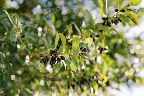 Preview: Ripe black olives on a green tree branch in bright sunlight