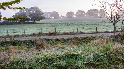 Preview: Closeup shot of the landscape of the National Park Eifel in early morning