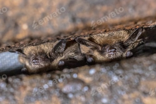 Preview: Two Hibernating whiskered bats