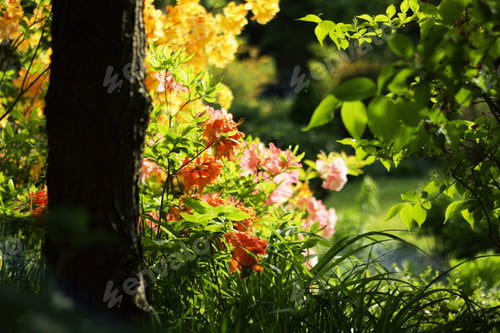 Preview: Garden