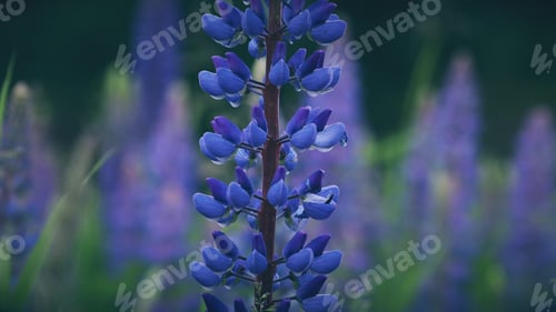 Preview: Bush Of Wild Flowers Lupine In Summer Field Meadow Panorama Summer Background. Lupinus, Commonly