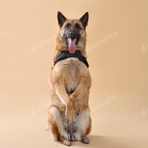 Preview: Malinois belgian shepherd Wearing Service Dog Vest