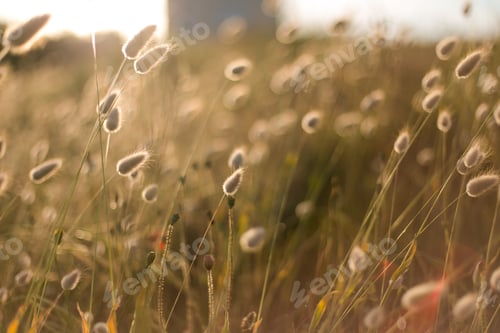 Preview: The golden light in a field of catkins
