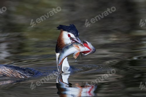 Preview: Great crested grebe (Podiceps cristatus)