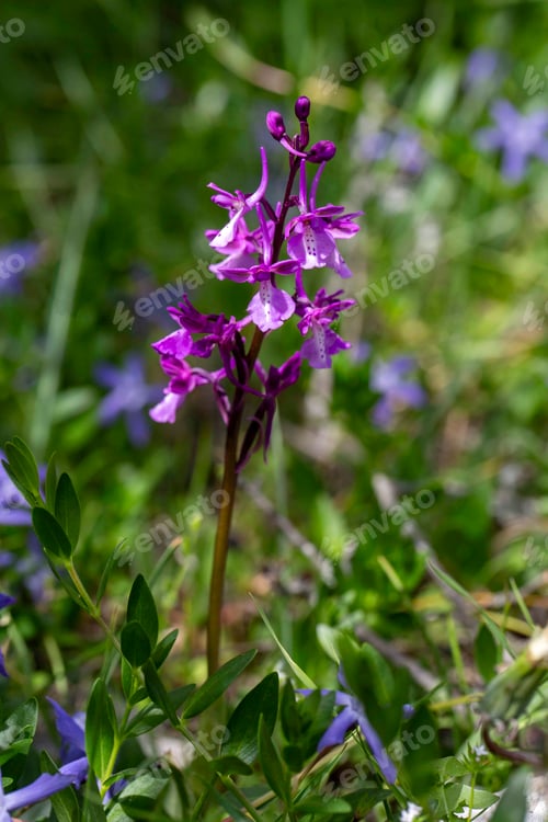 Preview: Orchis anatolica is a species of flowering plant in the Orchidaceae family.