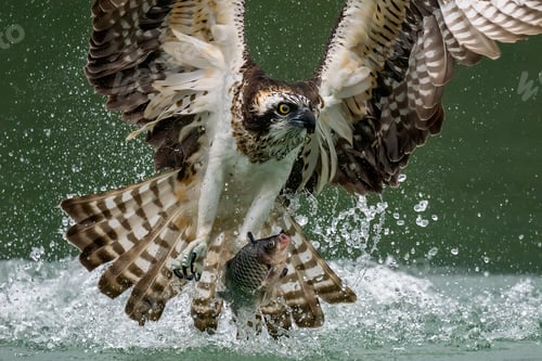 Preview: Amazing picture of an osprey or sea hawk hunting a fish from the water