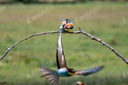Preview: European bee eater, Merops apiaster. Common bee-eater. Close-up