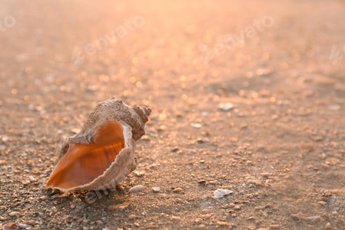 Preview: Sunlit sandy beach with beautiful seashell on summer day. Space for text